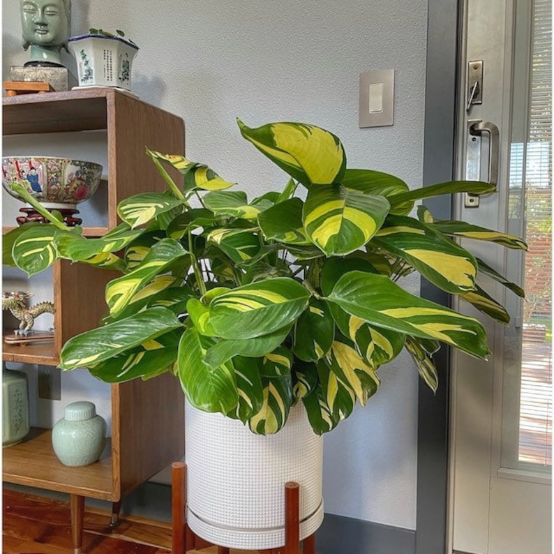 Ctenanthe Lubbersiana Live Indoor Plant, Variegated Foliage, Easy Care Tropical Houseplant, Ctenanthe Lubbersiana