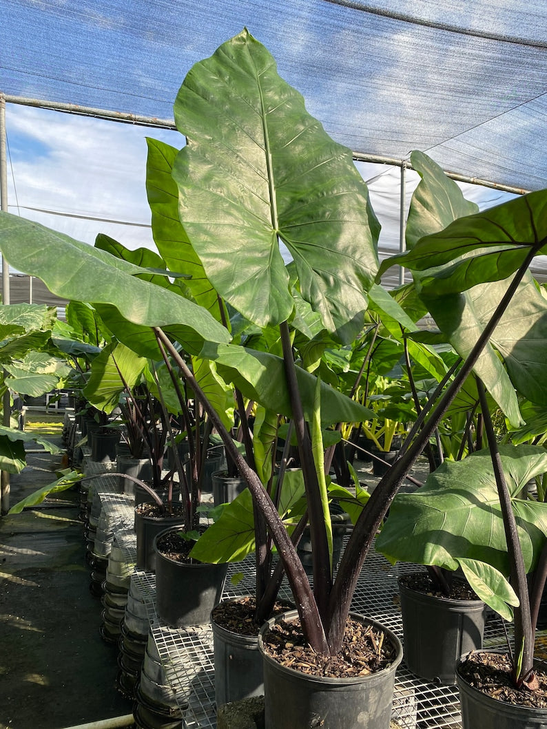 Alocasia Black Stem Live Tropical Plant - Upright Elephant Ears - Alocasia spp. - Unique Foliage with Black Stem