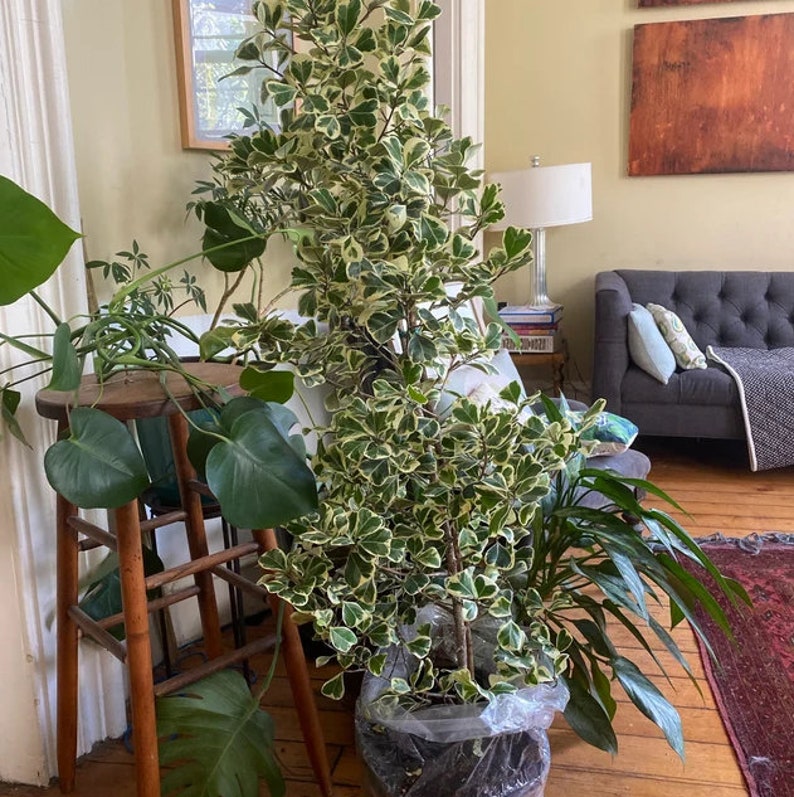 Ficus Triangularis Variegata Plant | Live Tropical Bush | Unique Triangular  Leaves