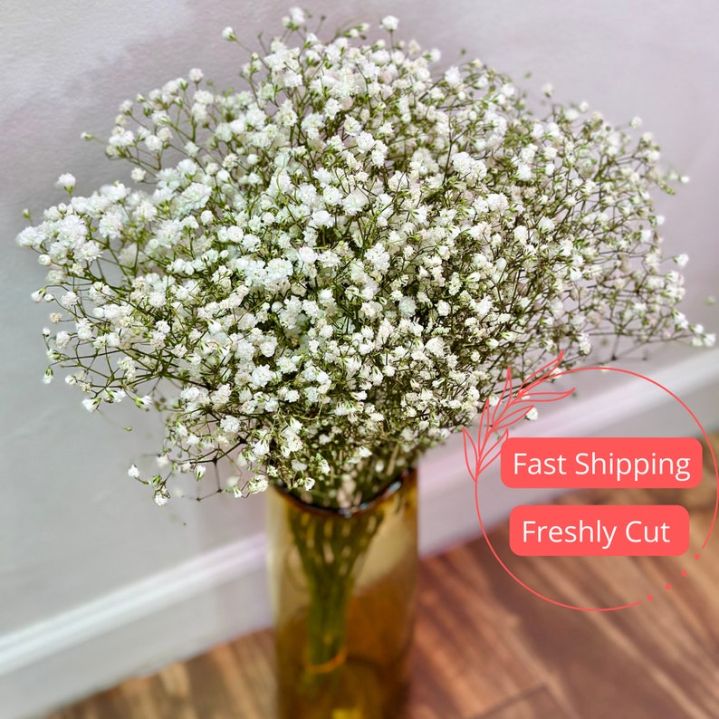 Fresh Baby's Breath Bouquet | Mini & Standard Sizes | Gypsophila | Million Star Flower | Perfect Floral Gift