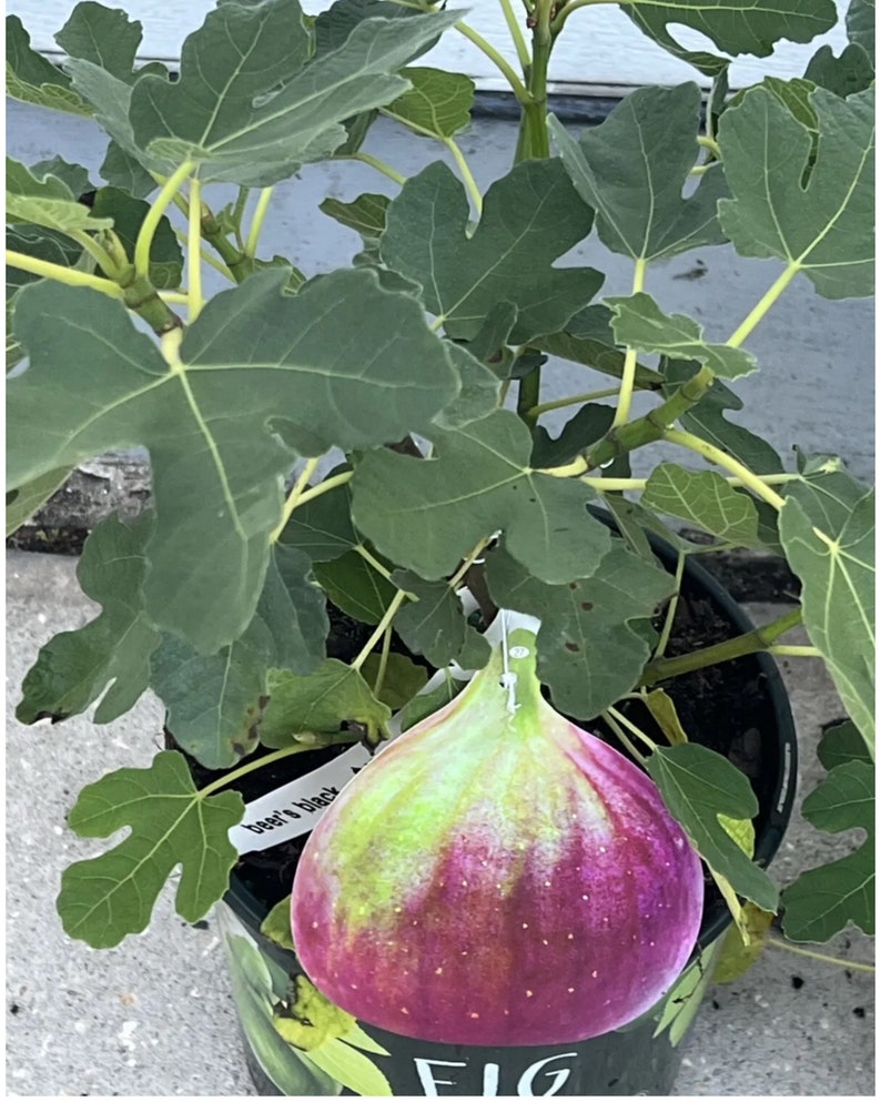 Dwarf Fig Tree 2ft Beer’s Black Self-Pollinating Ficus carica Air Layered Plant