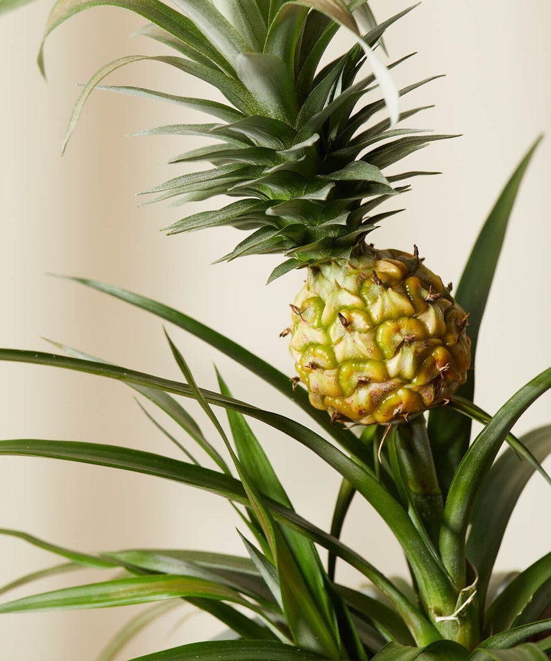 Live Bromeliad Pineapple Plant - Medium 12-16” - Ornamental Pineapple - Ananas comosus - Easy Care Indoor Tropical Decor