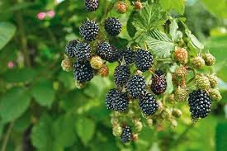 Live Blackberry Plant - Navaho Thornless Variety - Deep Purple Berries - Rubus fruticosus