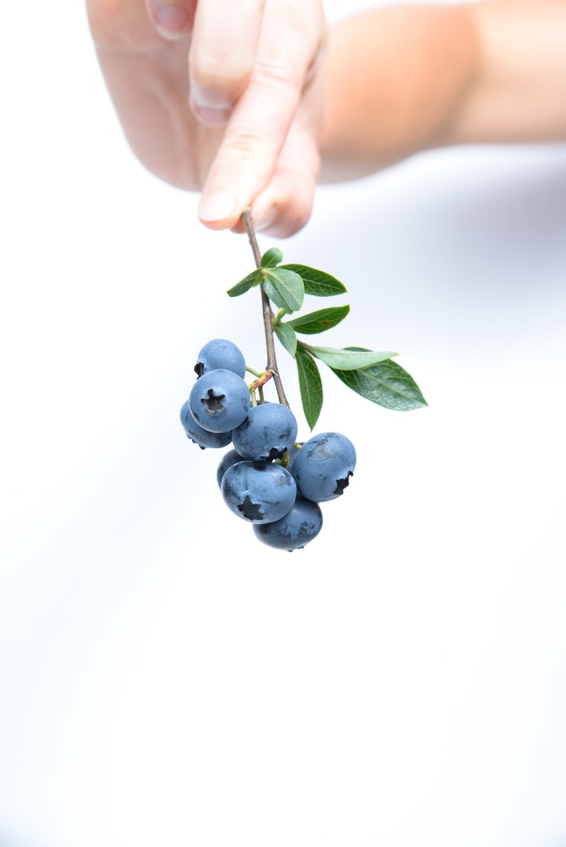 Rebel Blueberry Bush Live Plant - 4-6 Inch Southern Highbush Blueberry - Vaccinium corymbosum - Early Yield Fruit Tree Starter