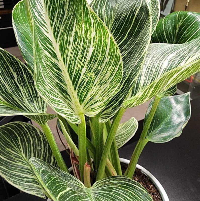 Philodendron Birkin Plant - Live Indoor Plant with Variegated Leaves - Philodendron 'Birkin' - Easy Care Houseplant for Home & Office