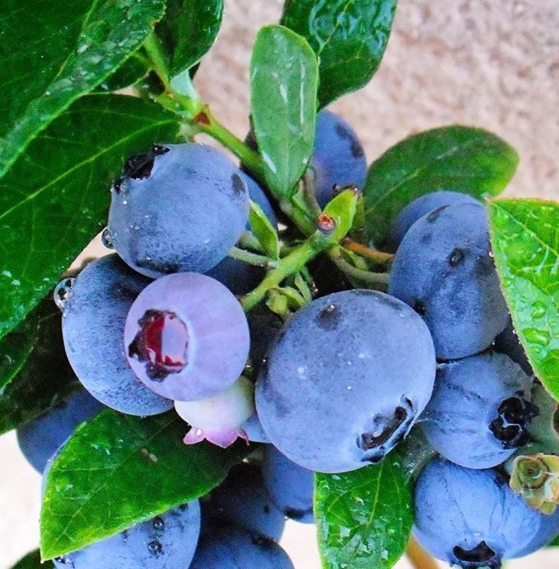 Emerald Blueberry Plant 4-6" Live Starter Southern Highbush Vaccinium Pesticide-Free Non-GMO Ideal for Cross-Pollination