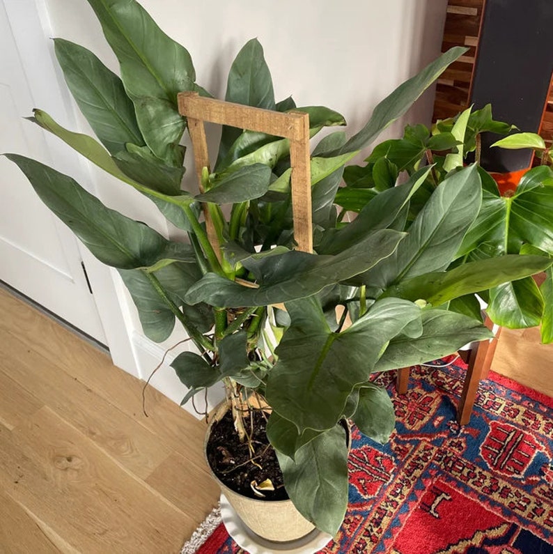 Philodendron Silver Sword Trellis Live Plant - Indoor Air Purifier, Ea   Sejahtera Seeds and Bulbs