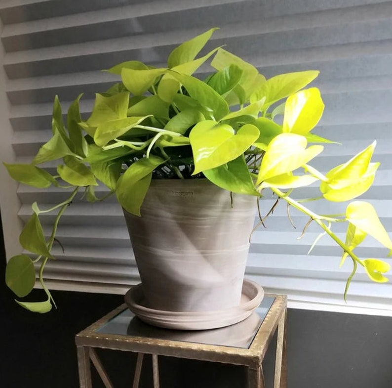 Pothos Plant in Hanging Basket, Neon Variety, Easy Care Indoor Houseplant, Epipremnum aureum
