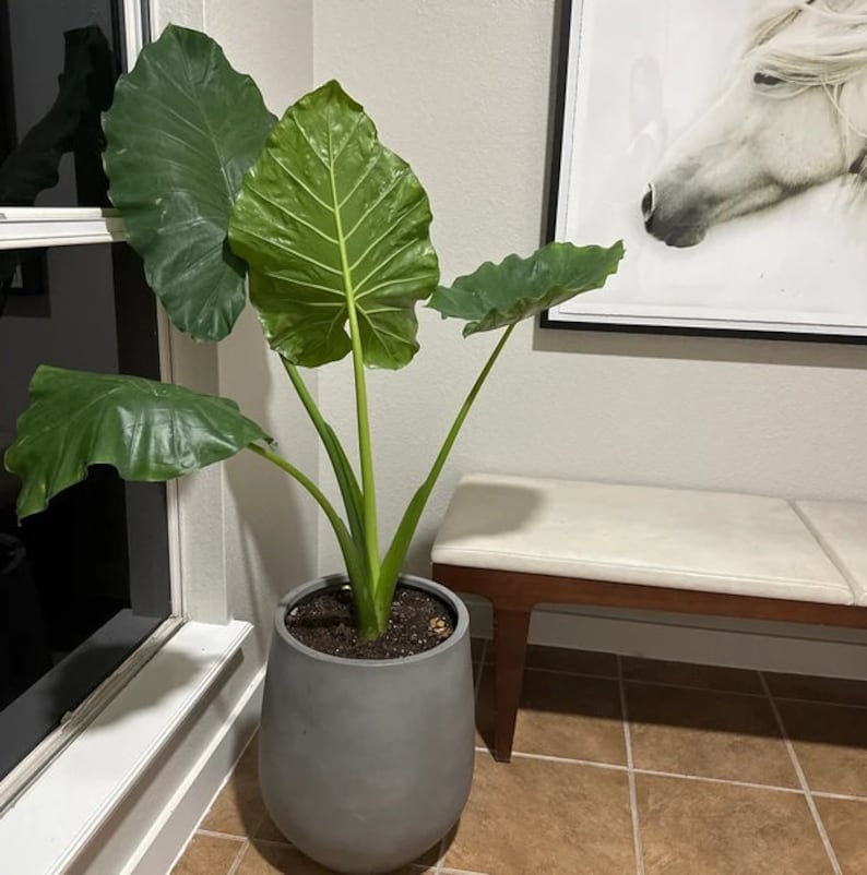 Alocasia Borneo Giant Elephant Ear Plant, Live Tropical Air Purifier, Deep Green Foliage, Alocasia Zebrina