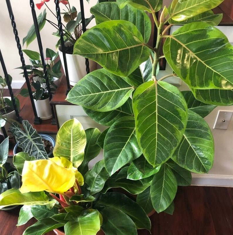 Ficus Altissima Bush Form - Variegated Yellow Gem Rubber Tree