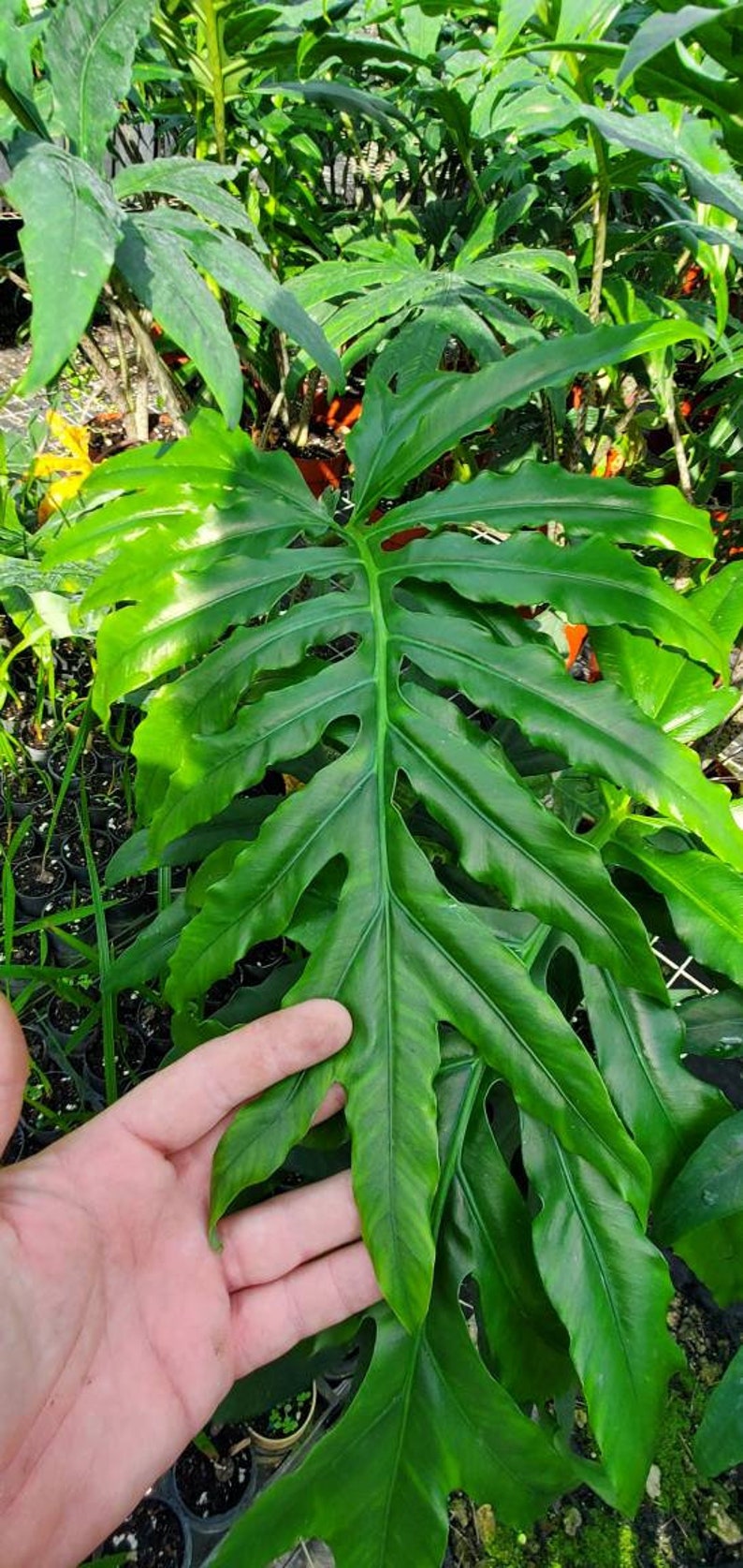 elephant ear live plant Alocasia Brancifolia - Serpentine Elephant Ear - Live Plant