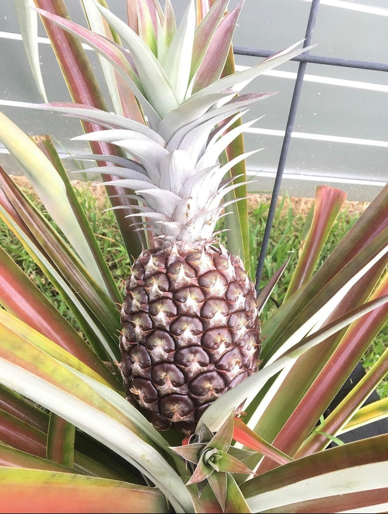 edible pineapple plant Live Pineapple Plant - White Jade - Ananas comosus - Edible Fruit