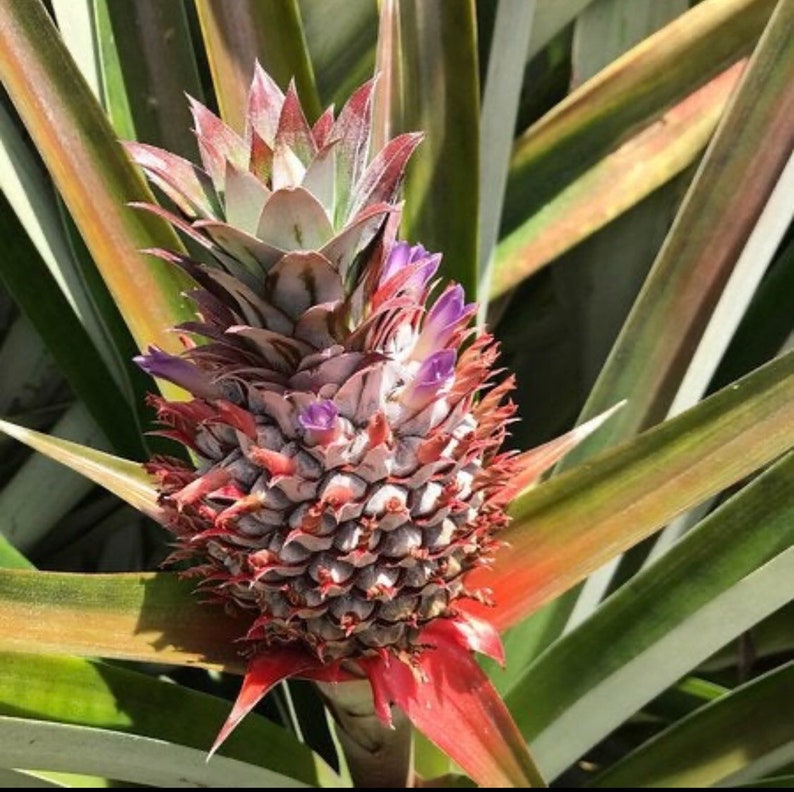 Sugarloaf Pineapple Live Plant - Kona Sugarloaf - Ananas comosus - Fully Rooted, Ready to Pot or Plant