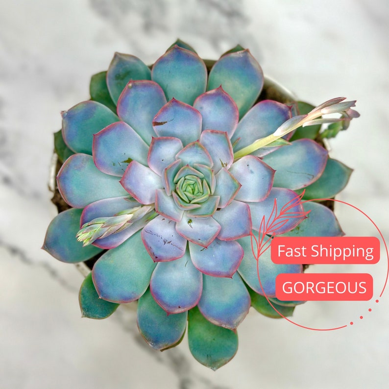 Echeveria Orion Succulent Plant | Colorful Indoor Succulent | Echeveria Succulent | 5" Growers Pot