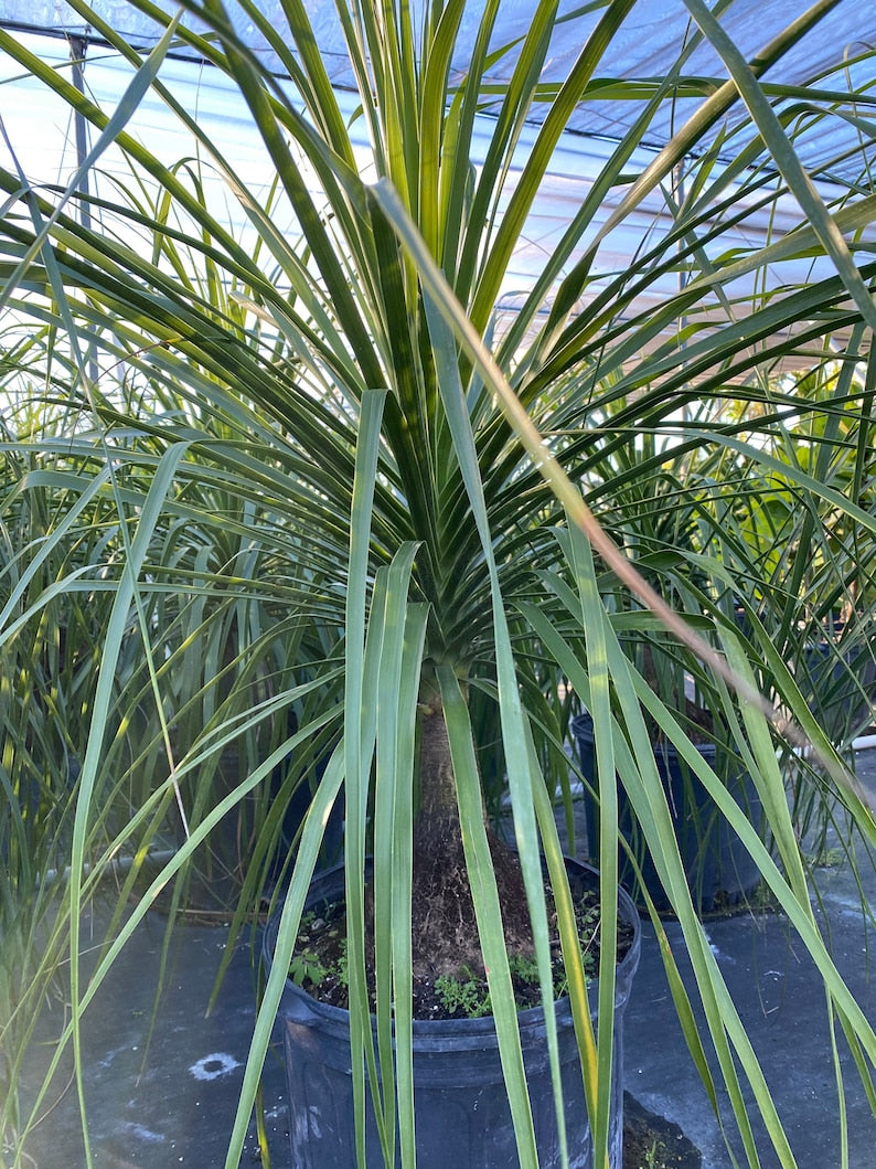 Ponytail Palm Live Plant, Easy Care, Mexican Variety, Beaucarnea recurvata, Perfect for Homes and Offices