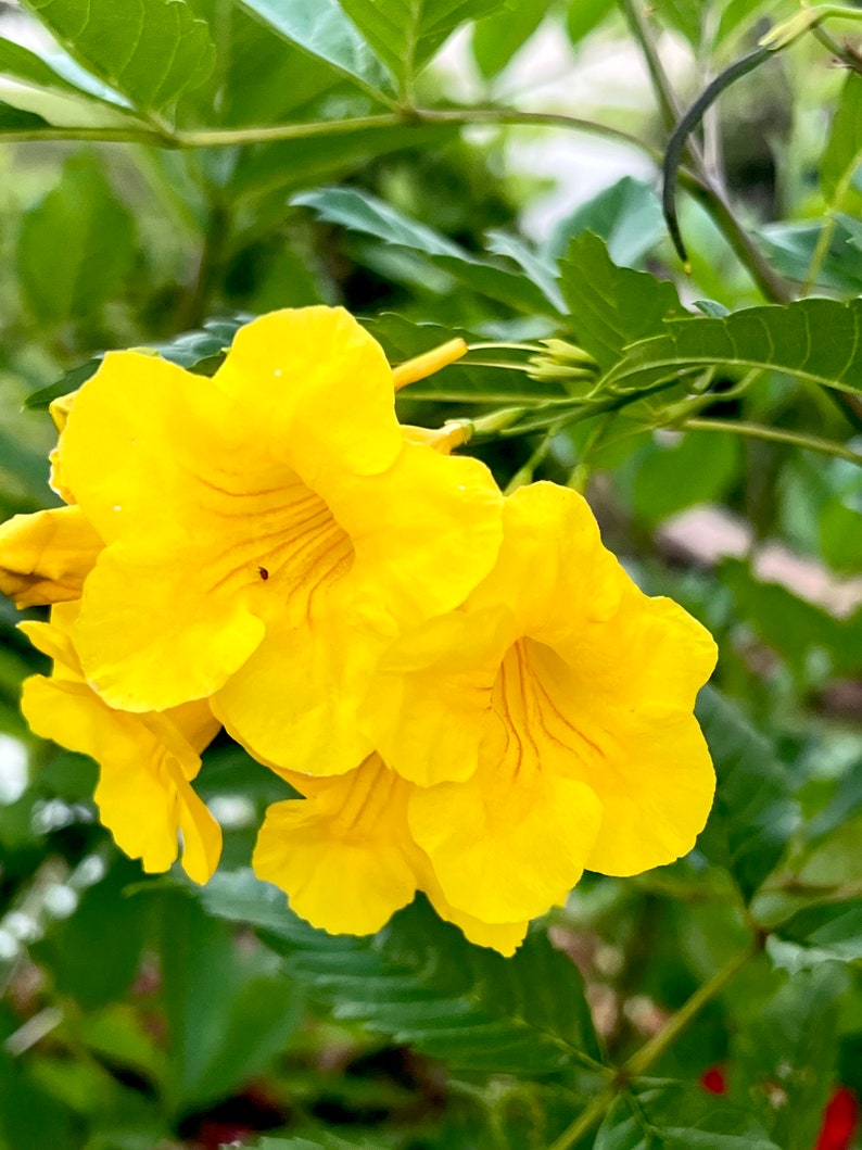 Yellow Hummingbird Flower Seeds - 30+ Seeds - Perfect for Gardens - Aquilegia chrysantha