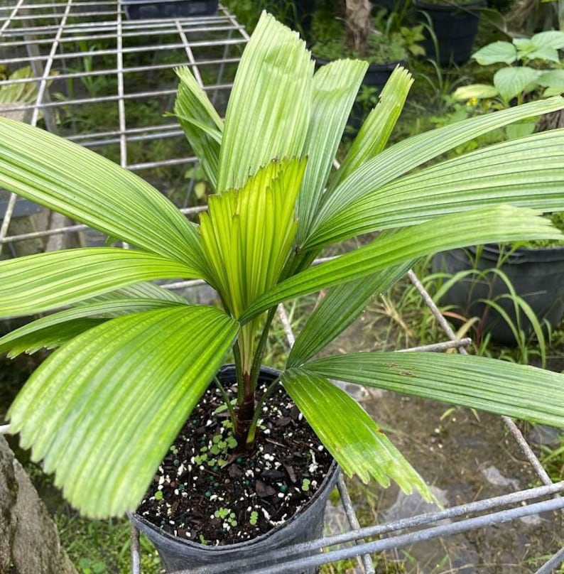 Licuala lauterbachii Palm - Live Plant - Tropical Indoor/Outdoor Palm - Unique Fan-Shaped Leaves - Licuala lauterbachii
