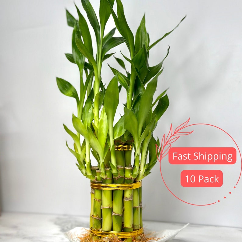Two Tier Lucky Bamboo Plant - 10 Pack Dracaena Sanderiana - Water-Grown Chinese Bamboo - Money Plant Arrangement