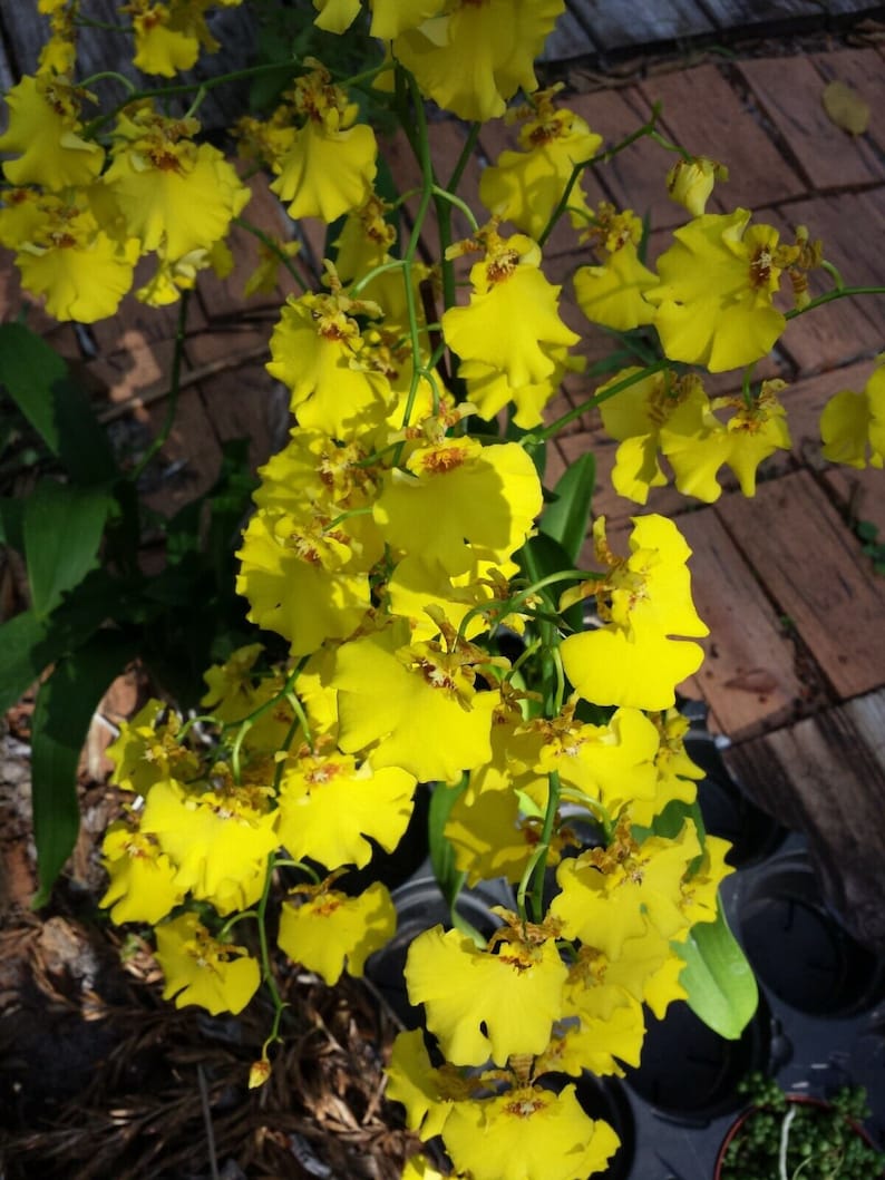dancing lady hanging plant Oncidium Dancing Lady Orchid Plant - Potted or Mounted on Coconut - Bright Yellow Blooms