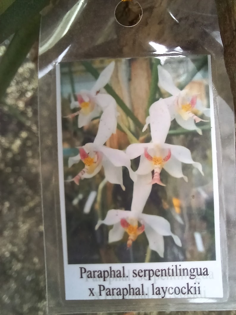 Fragrant Orchid Plant Mounted - Paraphaleonopsis serpentiingua x Paraphaleonopsis laycockii - Unique Hanging Display Plant