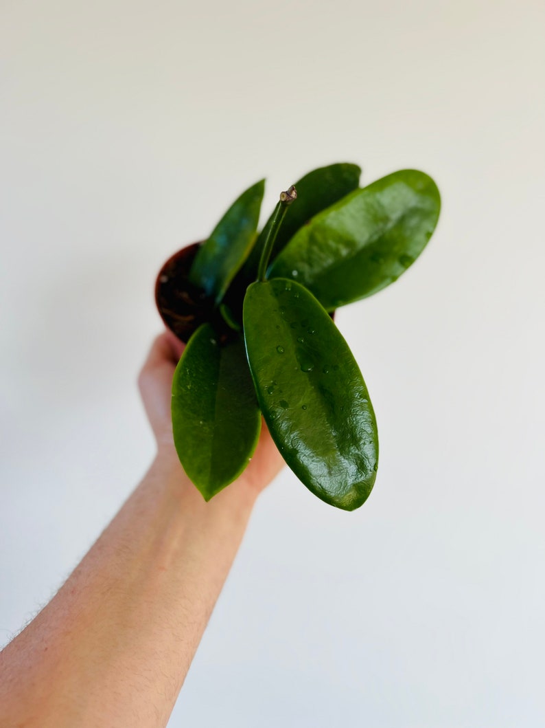 Hoya Meliflua ssp. Fraterna Live Houseplant in 4” Pot - Rare Hoya with Glossy Foliage & Pinkish-Red Flowers