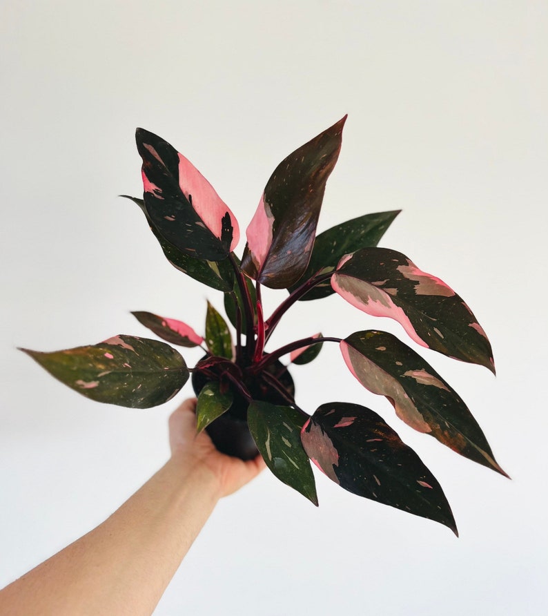 Philodendron Pink Princess Marble Live Plant 4” Pot - Rare High Variegation Sport - Philodendron erubescens