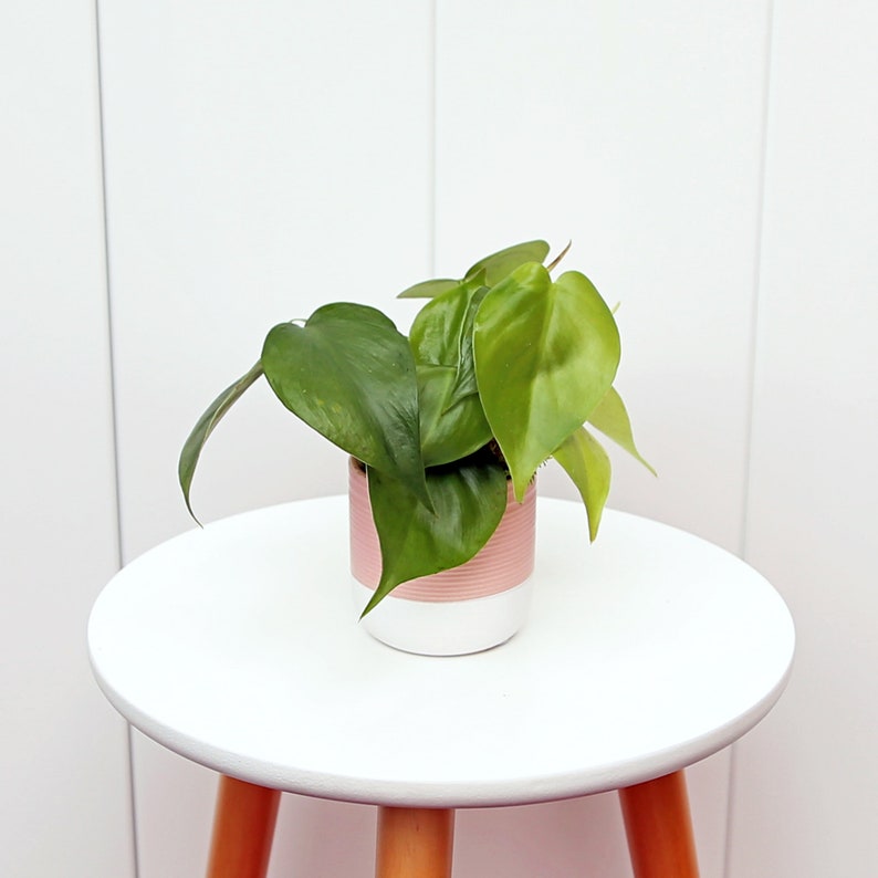heartleaf philodendron seeds LIVE Heartleaf Philodendron, Green Indoor Plant, Trailing Houseplant, Philodendron Hederaceum, Perfect Gift for Home or Teacher