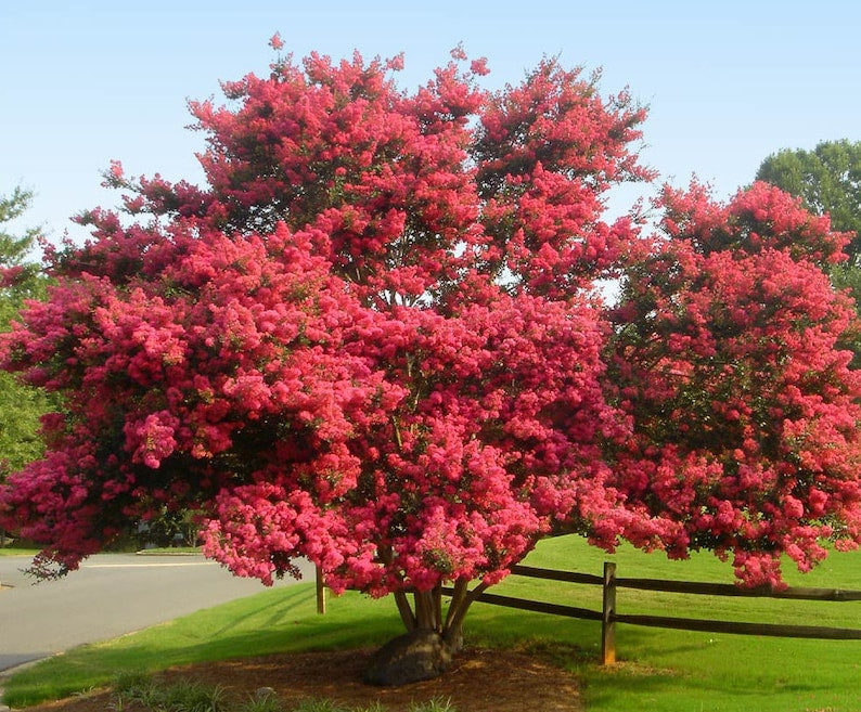 Crape Myrtle Tree Tuscarora Pink Blooms - Lagerstroemia indica 'Tuscarora' - Fast Growing Ornamental Tree for Garden