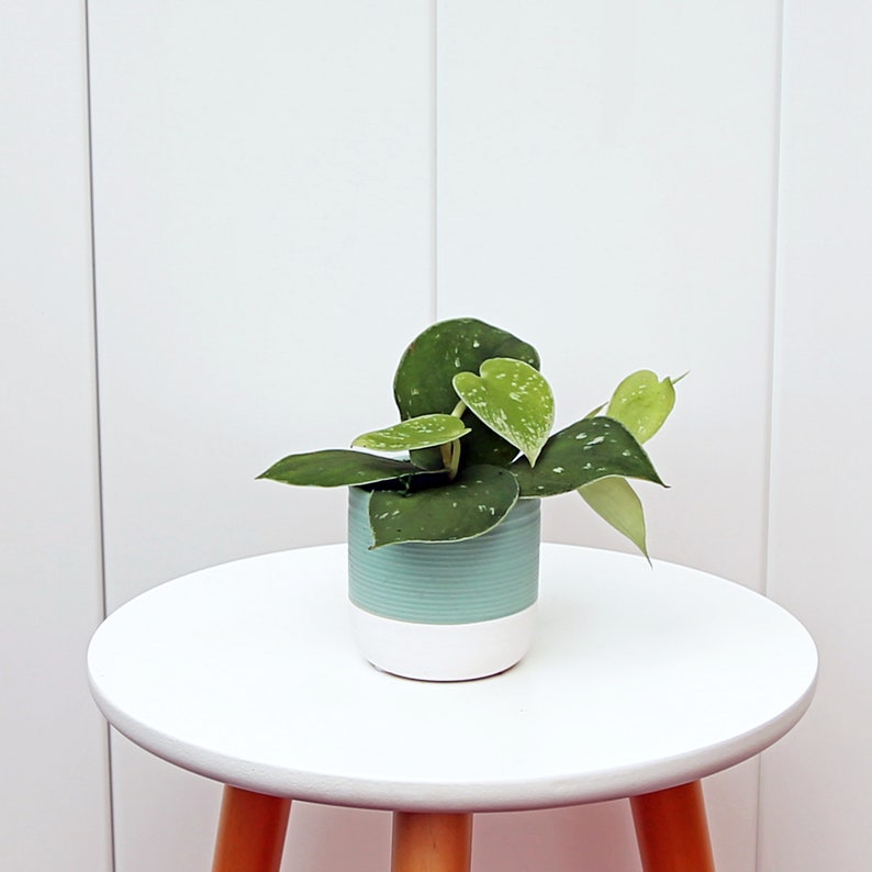Live Houseplant Pot - Scindapsus Pictus Silvery Ann - Variegated Trailing Plant - Air Purifying Indoor Plant Gift