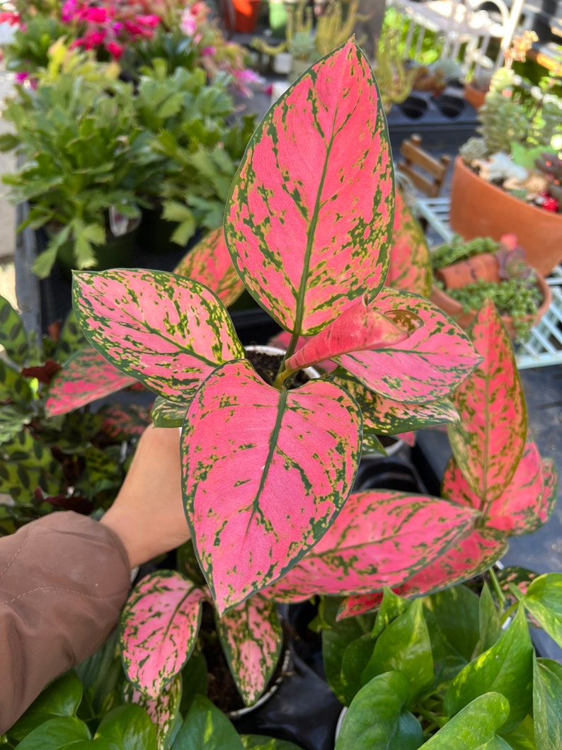 4” Chinese Evergreen 'Lady Valentine' Live Plant, Small Houseplant with Pink Leaves, Aglaonema 'Lady Valentine'