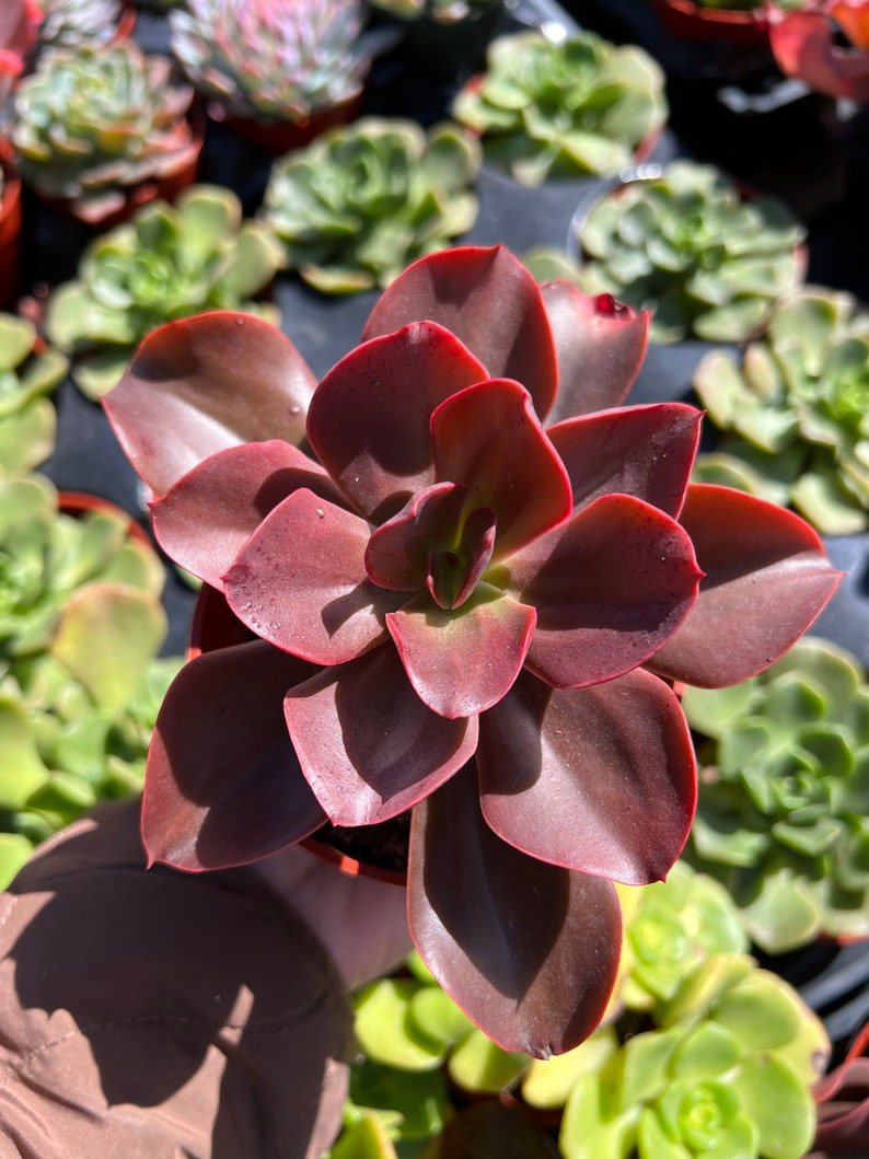 Echeveria 'Autumn Flame' 4” Live Plant, Hybrid Succulent, Mahogany Color, Perfect for Gardens, SHIPPED WITHOUT POT