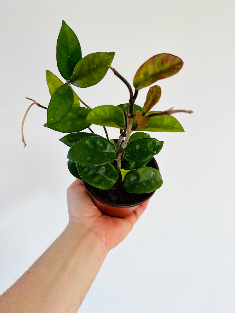 Hoya Krinkle 8 Plant - 4” Live Houseplant with Unique Ripple Foliage - Hoya carnosa 'Krinkle' - Cascading Indoor Greenery