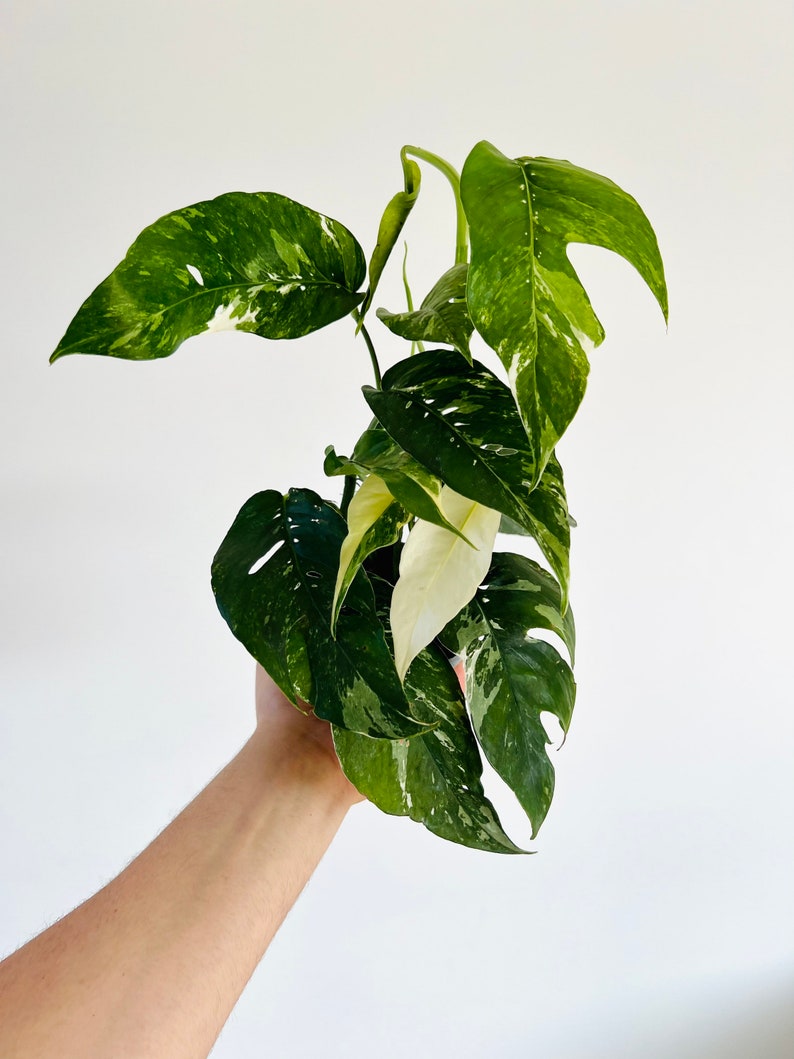 Epipremnum Pinnatum Albo Variegata - 4” Live Houseplant - Rare Trailing Plant with White Cream Variegation - Houseplant Decor
