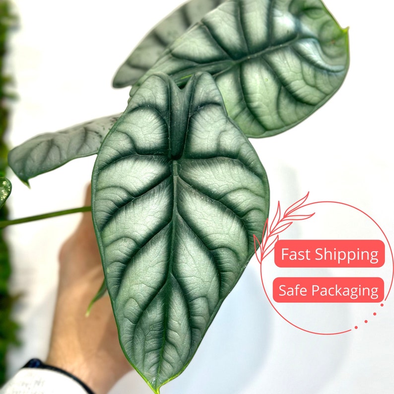 Alocasia Silver Dragon Plant | 4" Rare Tropical Indoor/Outdoor | Alocasia Badinga | Dragon Scale Foliage