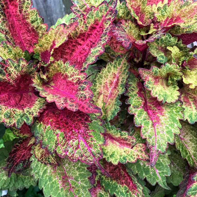 Coleus Live Starter Plant, 4-6" Indian Summer, Vibrant Ornamental Foliage, Multicolored Leaves, Coleus Scutellarioides