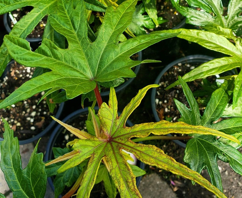 South Sea Salad Plant - 6 to 10 Inch - Chief Kubo's Prize - Edible Hibiscus Variety - Non-GMO & Pesticide Free - Malvaceae
