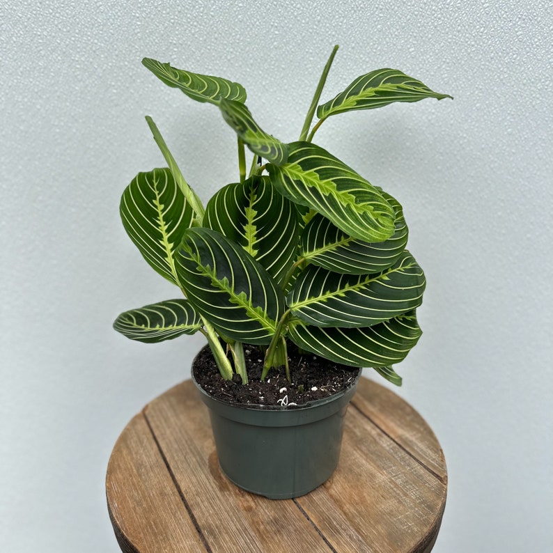 LIVE Lemon Maranta Plant 6 Inch Pot, Rare Herringbone Houseplant, Evergreen Trailing Plant, Maranta leuconeura
