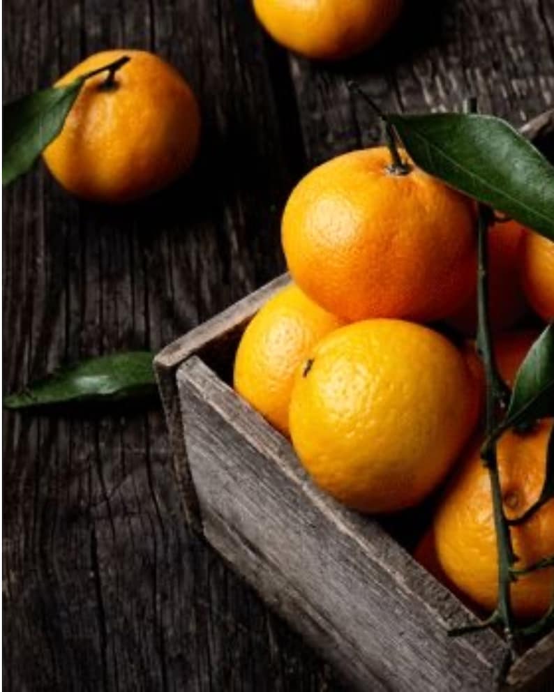 Murcott Honey Mandarin Grafted Tree 3ft - Citrus reticulata