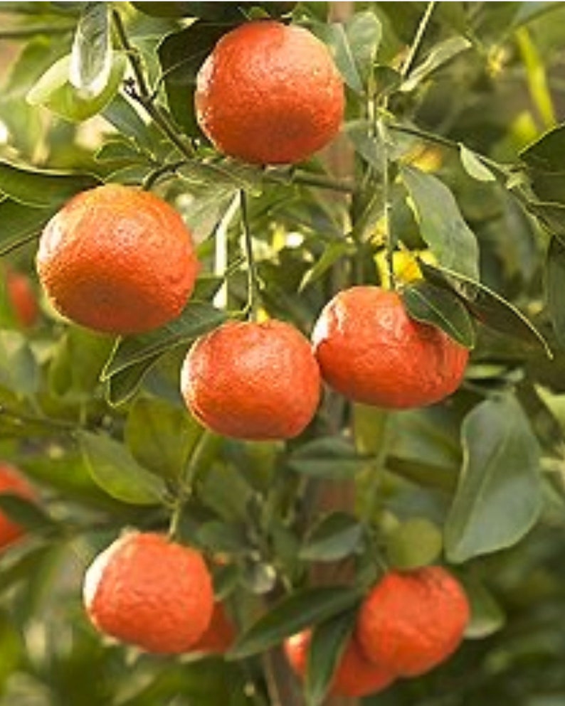 Dancy Tangerine Tree Grafted 3 Feet Tall Citrus reticulata 'Dancy' - No Shipping to CA