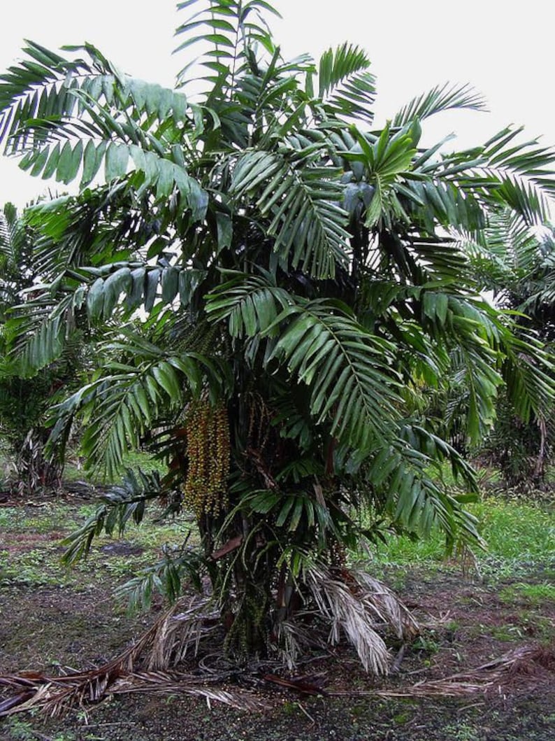 Dwarf Sugar Palm Live Plant - Arenga tremula - Outdoor Grown - Minor Blemishes - Ideal for Tropical Gardens
