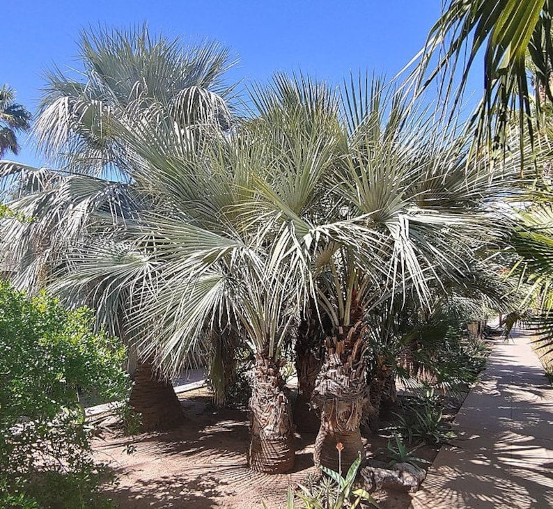 Blue Hesper Palm - Brahea armata - Live Plant - Outdoor Grown - Mexican Blue Palm - Low Maintenance Tropical Plant