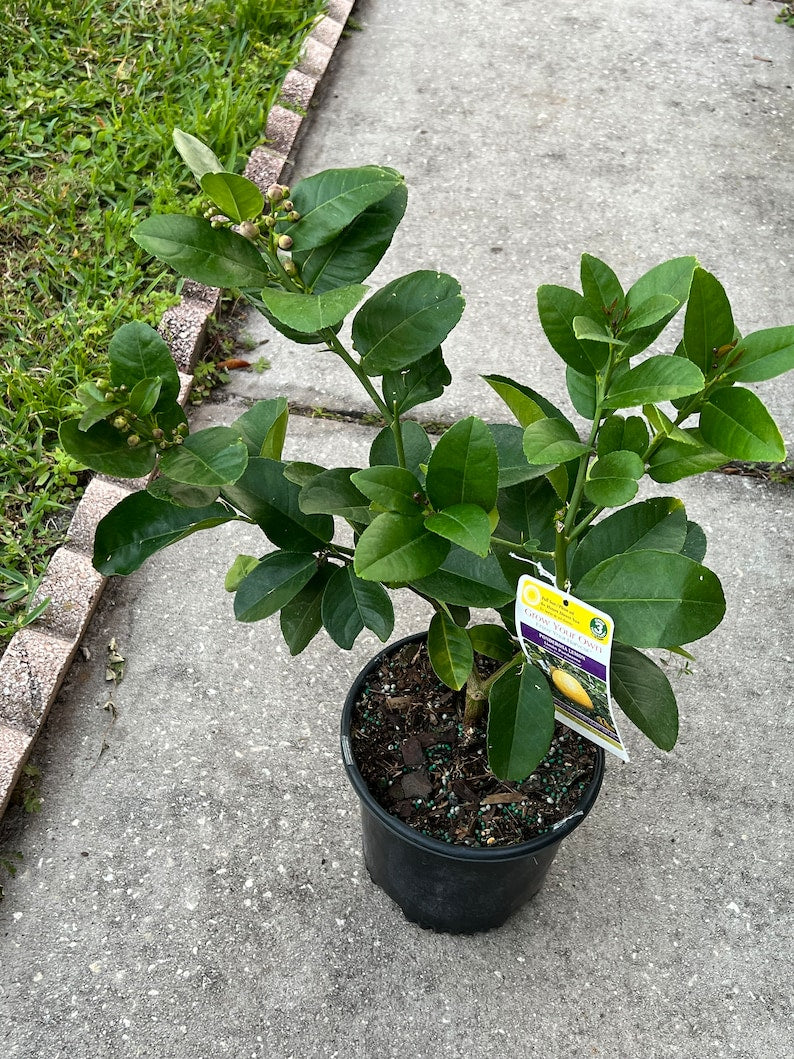 key lime potted plant Key Lime Dwarf Tree with Flowers, One Gallon Pot, Citrus aurantiifolia, Indoor Container Plant