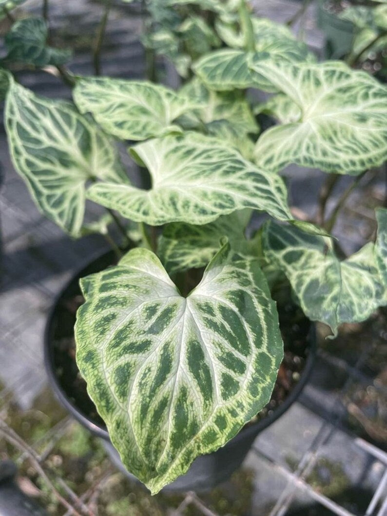 Syngonium Batik Live Plant - Indoor/Outdoor Houseplant - Syngonium podophyllum - Minor Blemishes - Florida Grown