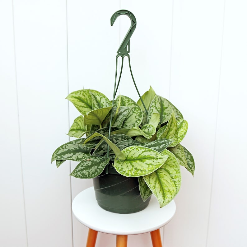 hanging plant seeds indoor LIVE 8” Hanging Basket Silver Satin Exotica, Variegated Houseplant, Sc – Sejahtera Seeds and Bulbs