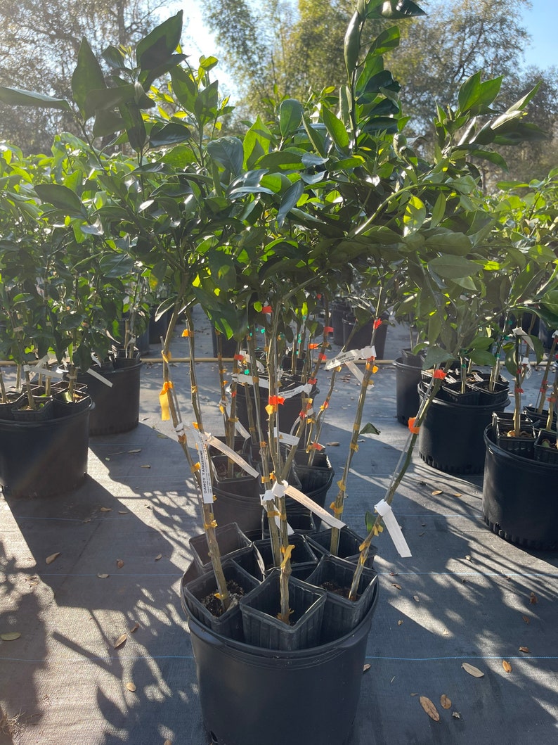 Dancy Tangerine Tree - Grafted 3ft - Citrus reticulata - Ideal for Home Garden - Live Plant with Pot and Soil