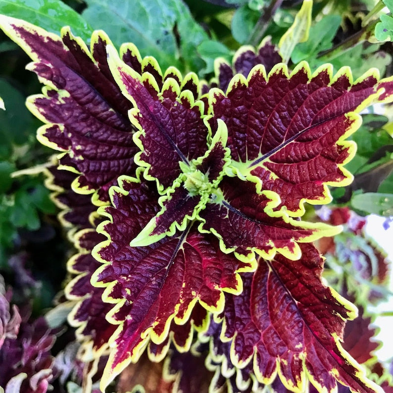 Coleus Starter Plant, 4-6" Bourbon Street Variety, Vibrant Ornamental Foliage, Easy Care Indoor/Outdoor, Non-GMO Solenostemon