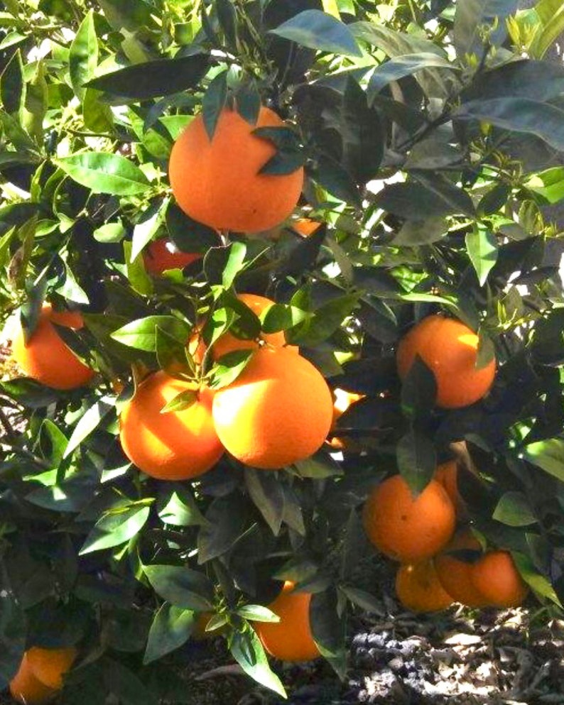 Navel Orange Grafted Tree - 3ft Tall - Sweet & Juicy Citrus - Citrus sinensis
