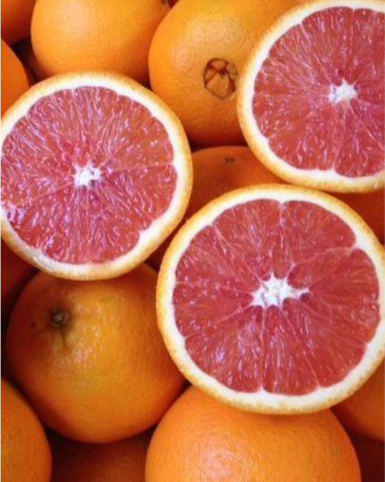 Red Navel Orange Grafted Tree 3ft - Citrus sinensis, No Ship to CA