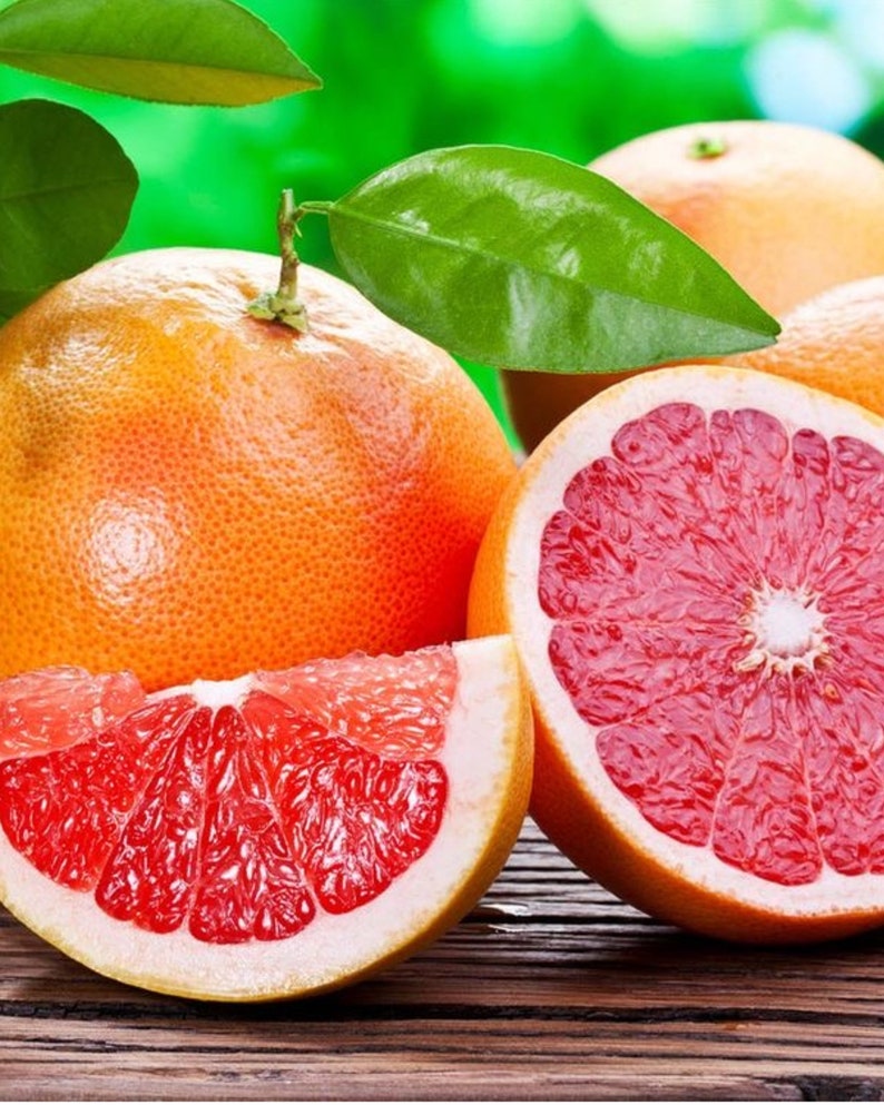 planting grapefruit seeds Grafted Red Grapefruit Tree, 3ft Tall, Citrus Paradisi, Indoor/Outdoor – Sejahtera Seeds and Bulbs