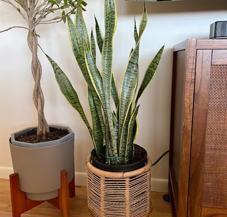 Sansevieria Laurentii Snake Plant | Air Purifying Indoor Plant | Low Light Tolerant | Sansevieria trifasciata 'Laurentii'